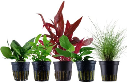 AquaOne Aquarium Pflanzen I 5X Wasserpflanzen I Vordergrund Aquarienpflanzen I Anubias Staurogyne Eleocharis Alternanthera Hygrophila I Set mit 5 Vordergrundpflanzen