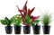 AquaOne Aquarium Pflanzen I 5X Wasserpflanzen I Vordergrund Aquarienpflanzen I Anubias Staurogyne Eleocharis Alternanthera Hygrophila I Set mit 5 Vordergrundpflanzen