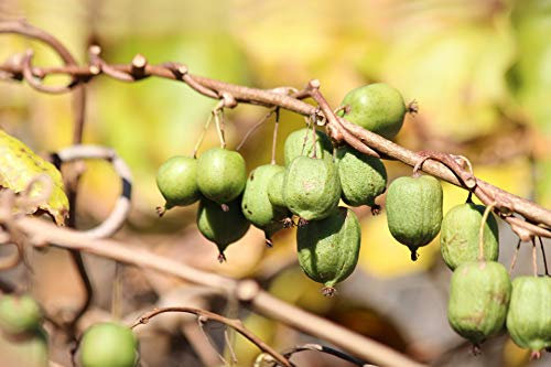 Kiwi de Sibérie Issaï (Autofertile) Godet