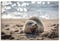 ARTLAND Wanddeko Leinwand Bilder Wandbild 60x40 cm Baby Robbe Seehund Meer Strand List Sylt Friesland U3SZ