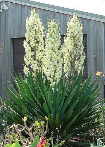 Hardy Adams Nadel, Yucca Filamentosa, Staude 30 Samen: Only Seeds