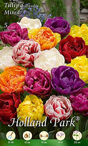 Holland Park 213805 Tulpe Mischung Double Mixed (5 Stück) (Tulpenzwiebeln)