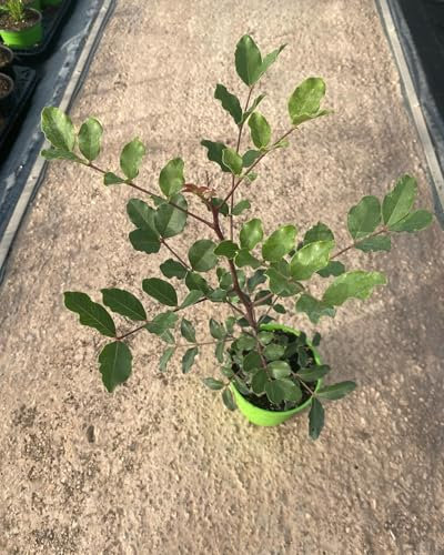 Pianta di CARRUBBO in vaso diametro 14 cm