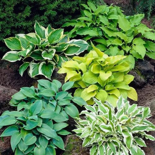 Strong Plants That Grow Well/Mix Golden Jade Carving Feels Perfect Hosta tubers - perennials - Large leafed Decorative plants-6bulbs-A