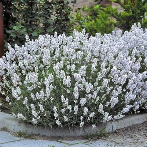 12 x Weiße Lavendel Pflanzen – Winterharte duftende Stauden im 9x9 cm Topf 5-10 cm hoch Lavandula angustifolia Edelweiss für Garten & Balkon