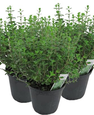 3er Set Italienischer Oregano im 15cm Topf - Origanum vulgare, frische Oregano Pflanze