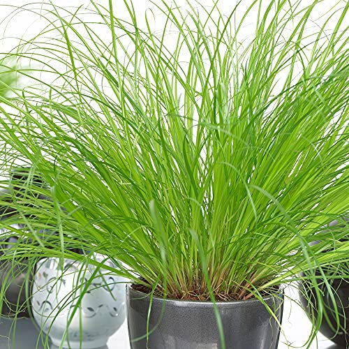 Cyperus Zumula - Cat Grass | Compact Evergreen Plant | 20-30cm Houseplant