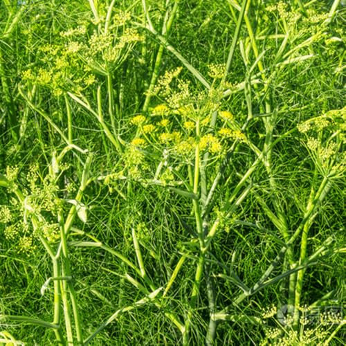 100 piezas semillas de eneldo, Cultivar semillas, plantar semillas. Semillas de bonsái, plantas resistentes Regalo de jardín, plantas en macetas. semillas de hortalizas, plantas verdes