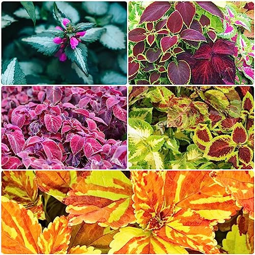 20 pcs buntnessel samen mix, steingartenpflanzen winterhart,Coleus scutellarioides,Seltene Pflanzen serie, blumen deko blumen saatgut flowers gartenpflanzen blumensamen garten pflanzen