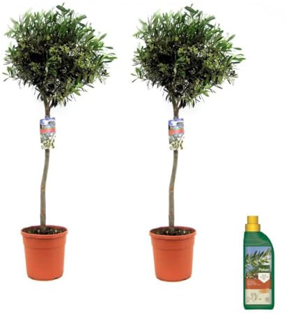 Plant in a Box - Olea Europaea - Olivo - Set di 2 - Cocoon - Vaso 21 cm - Altezza 90-100cm