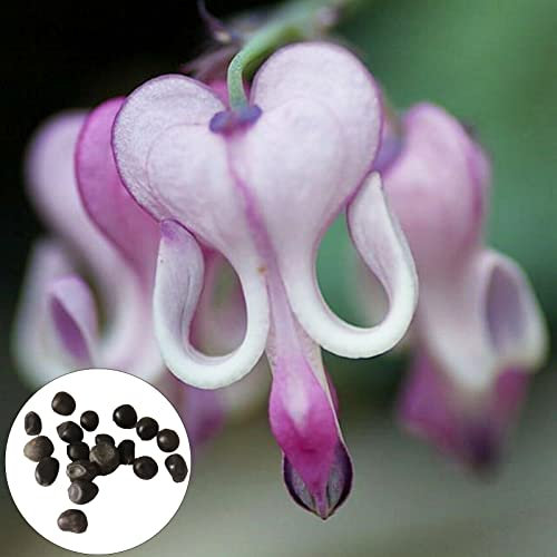 Blumensamen, 100 Stück/Beutel, Blumensamen, mehrjährige Landschaftsgestaltung, frisch, schön, tränendes Herz, Rebe, Samen, Gartenbedarf – mehrfarbig