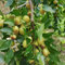 30 pcs chinesische jujube samen - Ziziphus jujuba - säulenobstbäume, garten jujube baum kaufen zwergobstbäume, zimmerpflanze bio samen, sämereien alte sorten obstbäume, zimmerpflanzen