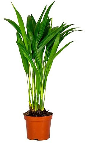 Bloomique - Dypsis Lutescens - Palmera de frutos dorados - Palmera Areca - Plantas de interior - Fácil cuidado - Apto para mascotas - Altura 25-30 cm - Maceta 10,5 cm