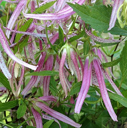 Punktierte Glockenblume Pink Octopus - Campanula rotundifolia - Gartenpflanze