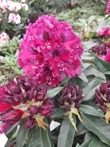 Rhododendron Hybride Dramatic Dark®- Großblumige Alpenrose - 30-40cm