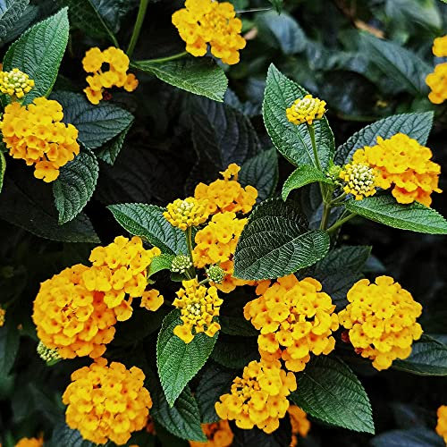 wandelröschen winterhart,Lantana camara samen,pflanzen deko saatgut alte sorten deko büro wiesensaatgut bloom wildblumensamen mehrjährig gartenarbeit seltene pflanzen 300 Stück
