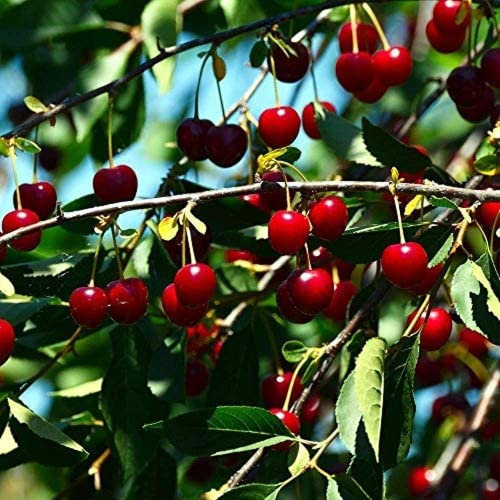 10 Pezzi Nano Di Ciliegio Semi Di Albero Di Auto-Fertile Di Alberi Da Frutto Intérieur Extérieur