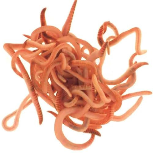 Wiggly Wigglers Worms for Raised Beds Kit | Soil Worm | Compost Tiger Worm | Earthworms | Lob Worms | Reds and Dendras | Composting Worms for Drainage, Aeration, and Fertility (50 Worms - Small)