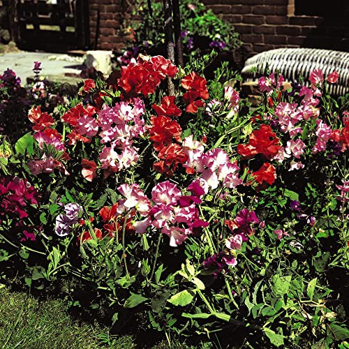 Dwarf Sweet Pea Seeds 'Snoopea' Lathyrus odoratus Hardy Annual Non-Climbing Scented Blooms Easy to Grow Your Own Outdoor Garden Flower Plants (Approx. 30 Seeds) by Thompson and Morgan