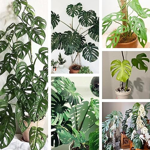 200 piezas semillas de monstera - monstera variegata - semillas exóticas, plantas de otoño resistentes (Monstera deliciosa) plantas verdes, plantas en maceta resistentes al aire libre