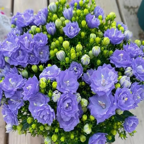 150 Piezas Semillas Campanula Campanula Semillas, Plantas de Jardín Decoración Floral Flores de Primavera Flores Regalo Flores de Verano Semillas Semillas de Plantas Semillas Variedades