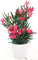 POWERS TO FLOWERS - OLEANDRO ROSA INTENSO DECO A RIGHE BIANCO, 1 PIANTA, vaso 15cm, pianta vera