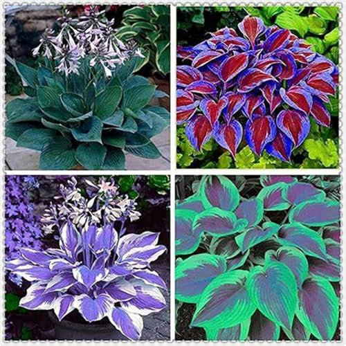Hosta knollen mix,hosta pflanzen Kältebeständige mehrjährige Pflanzen, geeignet für die Gartenbepflanzung und zur Verschönerung der Umwelt-6zwiebeln-C