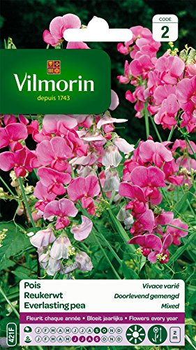 Vilmorin 5630142 Pois vivace varie Multicolore 9 x 0,5 x 16 cm