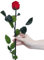 Juli Rosa Infinity mit Stiel - Rot
