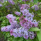 Semillas resistentes de plantas lilas, plantas perennes resistentes Syringa vulgaris, árbol lila, arbustos resistentes Plantas de balcón resistentes Las plantas de jardín son plantas 500pcs