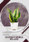 Sansevieria Plant: Plant Guide