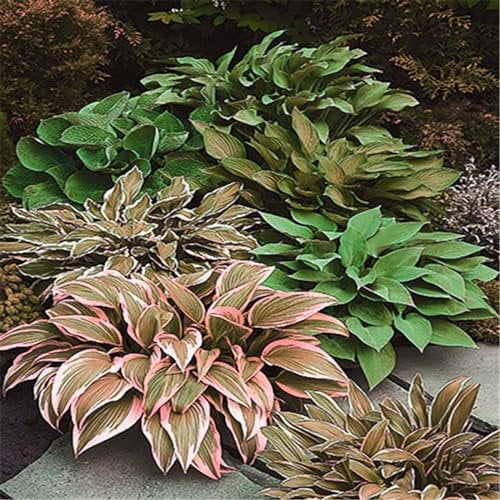 YGHESFDE Hosta pflanze winterhart - Funkien hosta winterhart - Hosta knollen mix - Zierpflanzen, einfach zu pflanzen, blühen das ganze Jahr über-10knollen-C