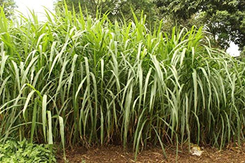 Pennisetum Purpureum 20+ Seeds Elephant Grass Very Fast Growing