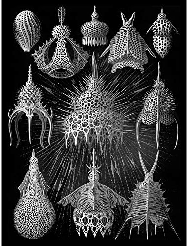 Wee Blue Coo Haeckel Plate 31 Marine Plankton Large Wall Art Poster Print Thick Paper 18X24 Inch Teller Wand Poster drucken