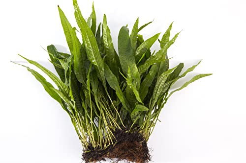 Lincolnshire Pond Plants Ltd - Bogwood, Rocks and PadsTropical Live Aquarium Plants (Java Fern Pad)