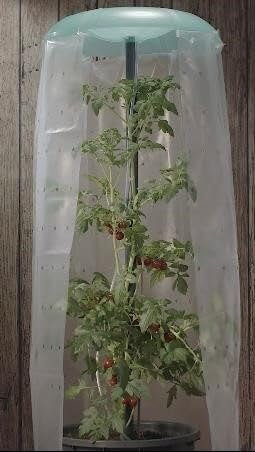 KHW Tomatenhut 2er Set Anzuchthilfe für Tomaten- und Paprikapflanzen