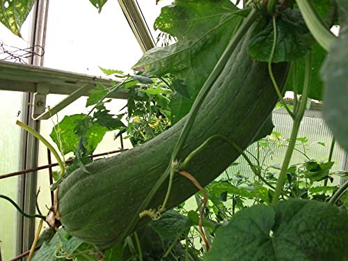 Luffa Gurke Luffa Cylindrica 10 Samen Schwammgurke