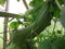Luffa Gurke Luffa Cylindrica 10 Samen Schwammgurke