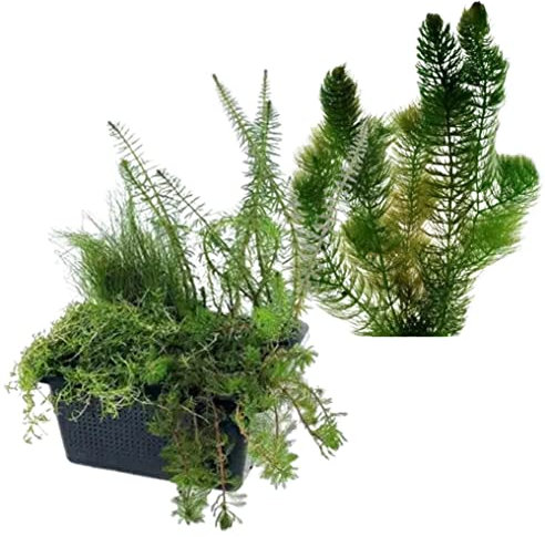 vdvelde.com - Kombi Sauerstoffpflanzen Set - S - Für 25-400 L- 6 Pflanzen- Platzierung: -1 bis -20 cm