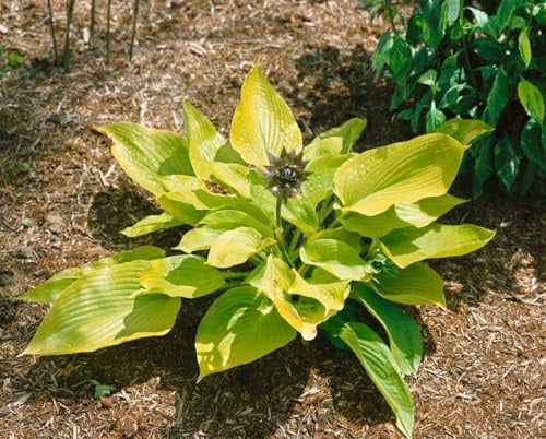 Funkie 'Aurea' im Topf Hosta fortunei Bodendecker winterhart mehrjährig | Hosta x fortunei, lavendelfarbene Blüte Juni-Juli, halbschattig bis schattig, Bodendecker, winterhart bis -28 °C