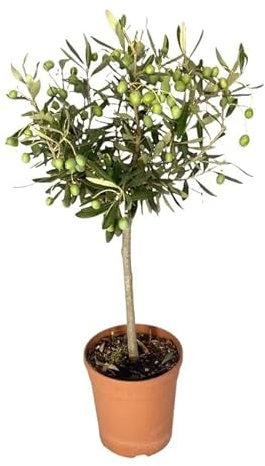 Ulivo ad Alberello in Vaso Ø20 cm – Coltivato in Sicilia dal Vivaio uJardinu – Pianta Ornamentale da Esterno – Ulivo Sempreverde per Giardino, Balcone o Terrazzo