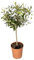 Ulivo ad Alberello in Vaso Ø20 cm – Coltivato in Sicilia dal Vivaio uJardinu – Pianta Ornamentale da Esterno – Ulivo Sempreverde per Giardino, Balcone o Terrazzo