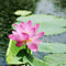 Lamphle 10 Semi di Fiori di Loto Fioritura Georgica Crescita Rapida Eccellente Produzione di Semi di Nelumbo per Giardino Rosa