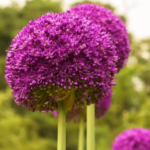 Allium Zwiebeln-Winterhart MehrjäHrig,Allium Giganteum Zwiebeln,Allium Giganteum Zwiebeln Knollen,Allium Zwiebeln Groß,Zierblumen,Winterharte Zwiebel-6zwiebeln-b