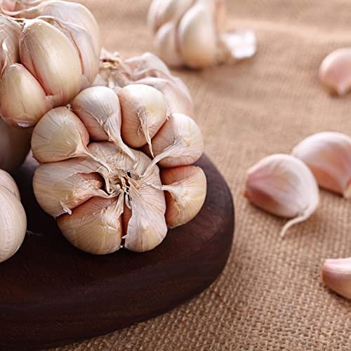 Haloppe 50 piezas de semillas de ajo para plantar en el jardín del hogar, semillas de ajo, verduras bienales, semillas de liliáceas naturales para jardín Semillas de ajo