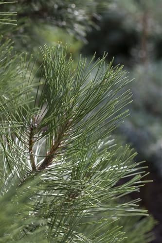 Pinus nigra 'Nana' 80-100 cm - Schwarzkiefer, kompakter Wuchs, ideal für Steingärten und Kübel, immergrün, winterhart und pflegeleicht