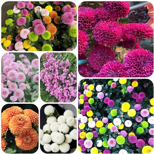 semi di crisantemo Pompon di crisantemo piante esotiche per luoghi soleggiati piante per esterni bonsai di fiori recisi Serie Piante Rare vasi per piante insolito di fiori a 500pcs