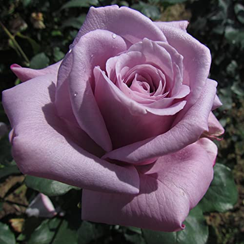 Twice in A Blue Moon - 5.5lt Potted Hybrid Tea Garden Rose Bush - Unusual Lilac Purple Blooms - Strong Fragrance