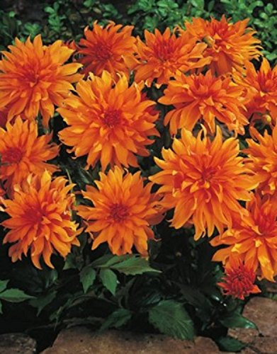 Zwerg Dahlie Autumn Fairy Knolle Blumenzwiebel (1)