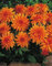 Zwerg Dahlie Autumn Fairy Knolle Blumenzwiebel (1)